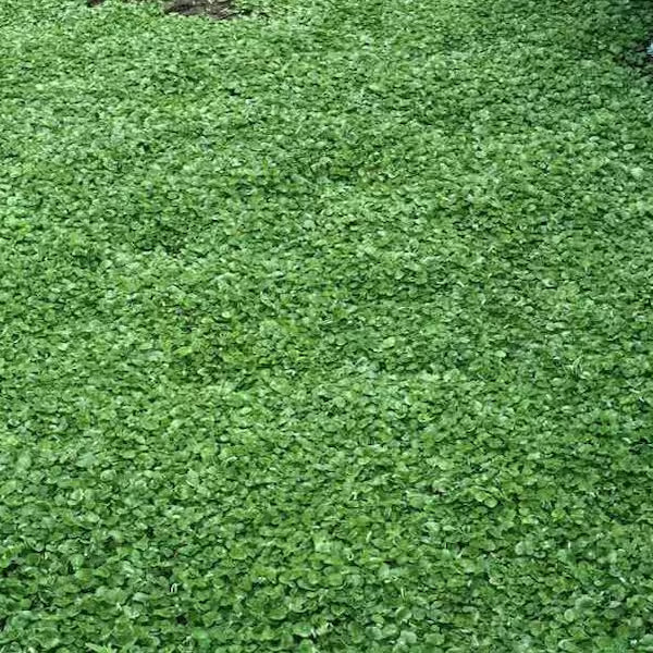 Kidney Weed (Dichondra repens)