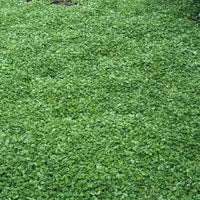 Kidney Weed (Dichondra repens)