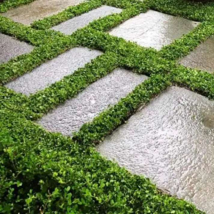 Kidney Weed (Dichondra repens)