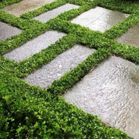 Kidney Weed (Dichondra repens)