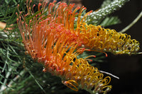 Grevillea Kimberley Moon