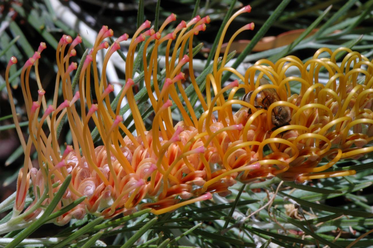 Grevillea Kimberley Moon