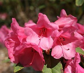 Rhododendron Kimbeth - Ladybird Nursery