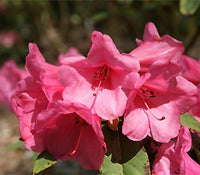 Rhododendron Kimbeth