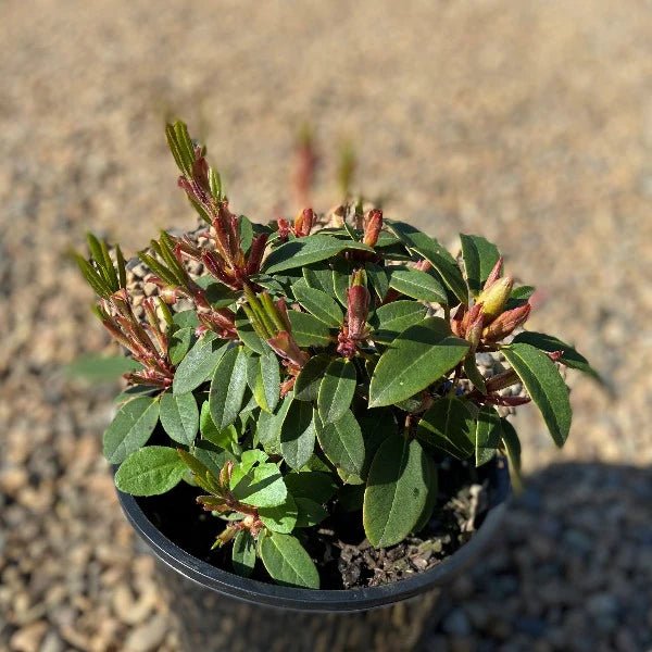 Rhododendron Kimbeth - Ladybird Nursery