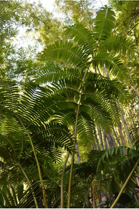 King Fern (Angiopteris evecta)
