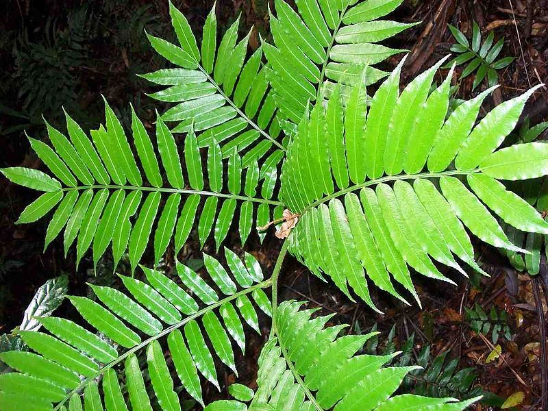 King Fern (Angiopteris evecta)