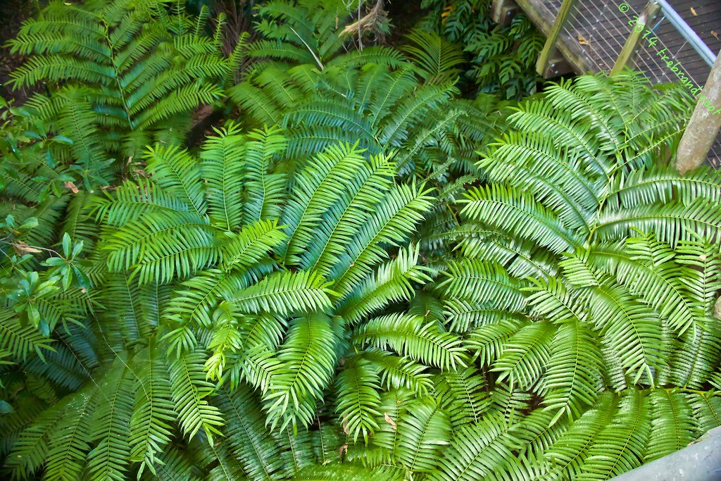 King Fern (Angiopteris evecta) - Ladybird Nursery