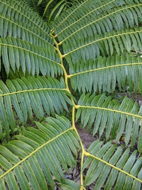 King Fern (Angiopteris evecta)