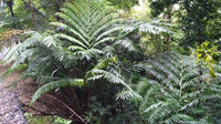 King Fern (Angiopteris evecta)