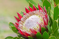 King Protea (Protea cynaroides) 300mm PICK UP ONLY