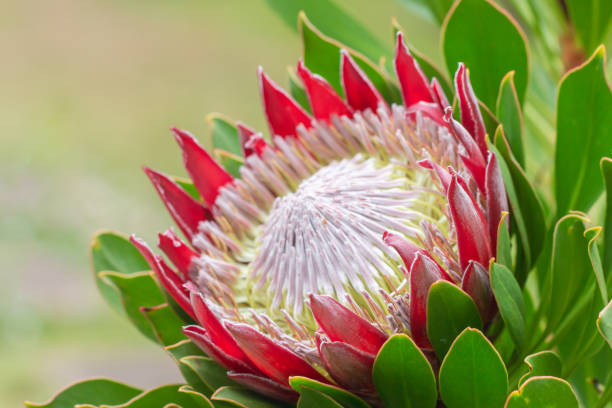 King Protea (Protea cynaroides) 300mm PICK UP ONLY