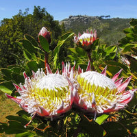 King Protea (Protea cynaroides) 300mm PICK UP ONLY - Ladybird Nursery