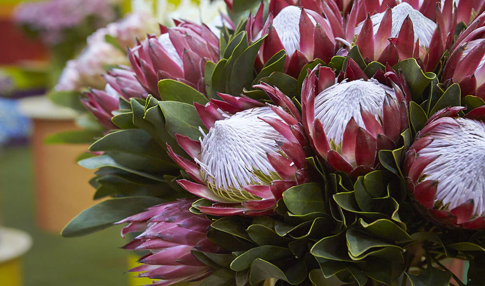 King Protea (Protea cynaroides) 300mm PICK UP ONLY