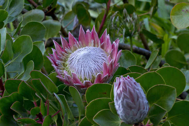 King Protea (Protea cynaroides) 300mm PICK UP ONLY