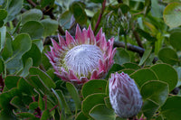King Protea (Protea cynaroides) 300mm PICK UP ONLY