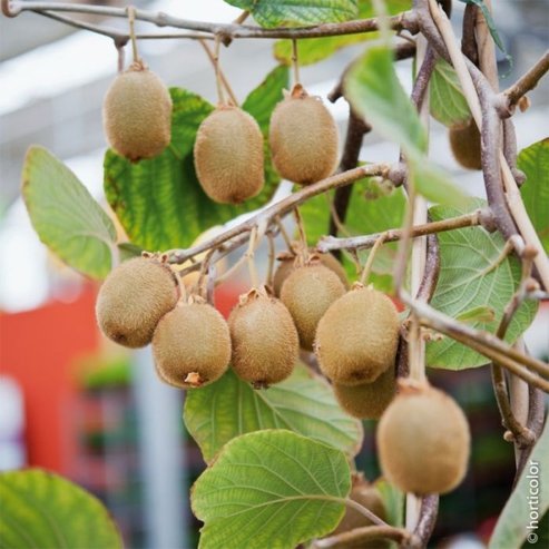 Kiwi Duo Bruno Female & Male Kiwi - Ladybird Nursery