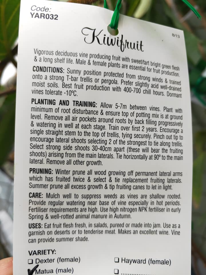 Female Kiwifruit Vine