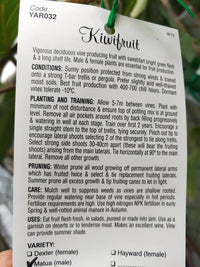 Male Kiwifruit Vine (Matua)