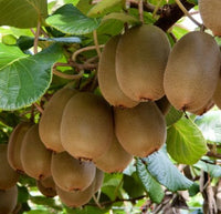 Male Kiwifruit Vine (Matua)