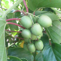 Kiwiberry  74-49 Female