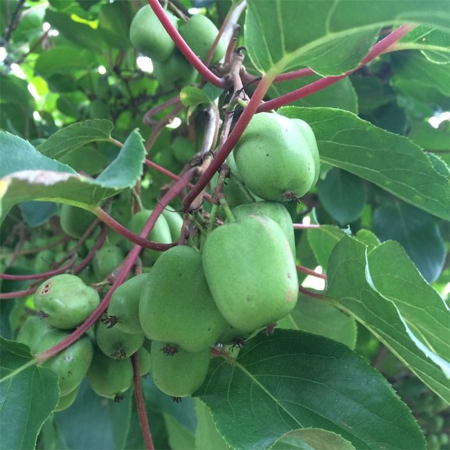 Kiwiberry 74 - 49 Female - Ladybird Nursery