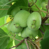 Kiwiberry  74-49 Female