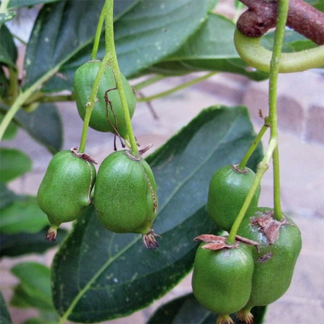 Kiwiberry 'Issai' - Ladybird Nursery