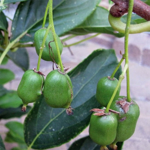 Kiwiberry 'Issai' - Ladybird Nursery