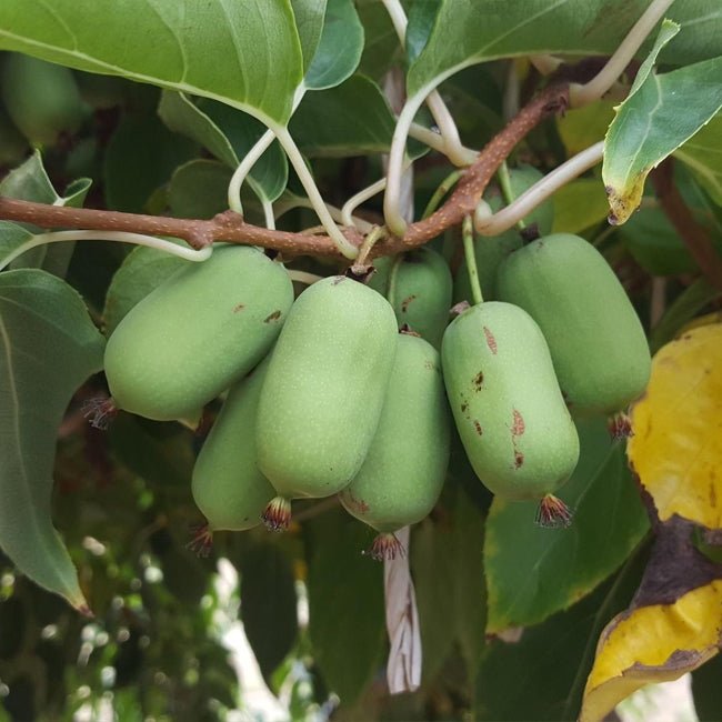 Kiwiberry Kens Red - Ladybird Nursery