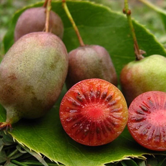Kiwiberry Kens Red