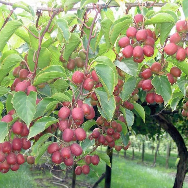 Kiwiberry Kens Red - Ladybird Nursery