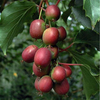 Kiwiberry Kens Red - Ladybird Nursery