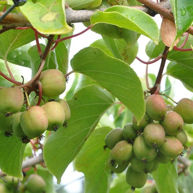 Kiwiberry Red Female