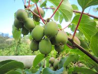 Kiwiberry 'Issai' 200mm