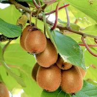 Kiwifruit Chieftain Male