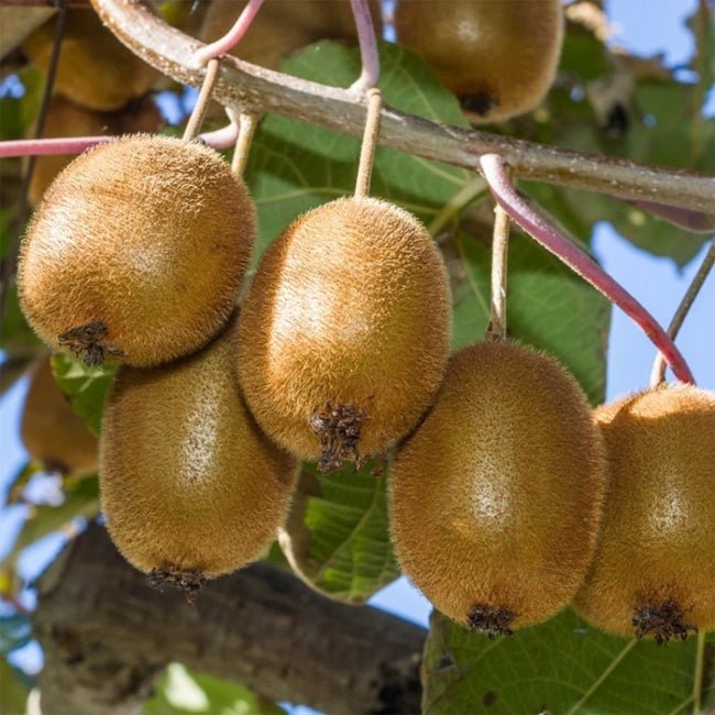 Kiwifruit Chieftain Male - Ladybird Nursery