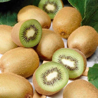 Kiwifruit Chieftain Male - Ladybird Nursery