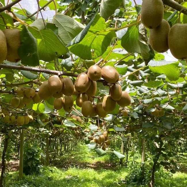 Kiwifruit Gold Seedling - Ladybird Nursery