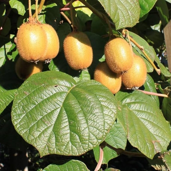Kiwifruit Gold Seedling
