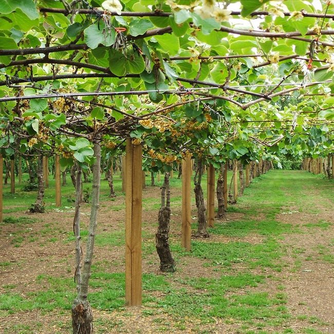 Kiwifruit Male Sweetie - Ladybird Nursery