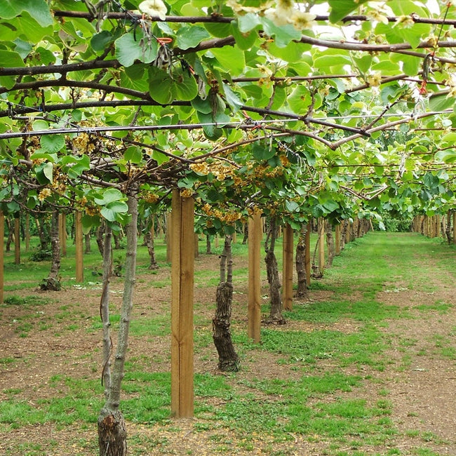 Kiwifruit Male Sweetie