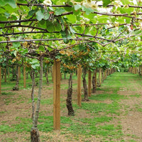 Kiwifruit Male Sweetie