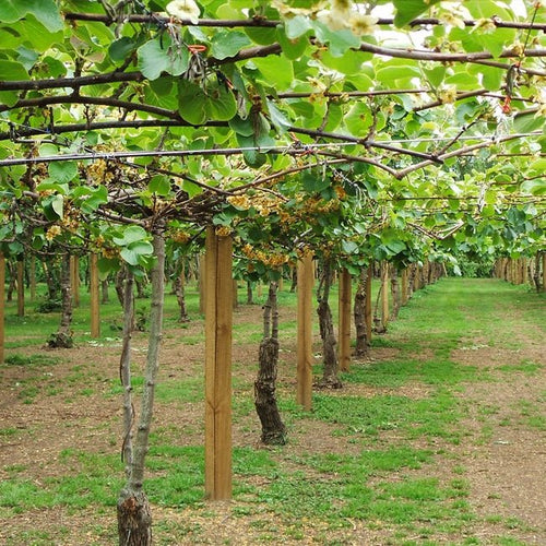 Kiwifruit Male Sweetie - Ladybird Nursery