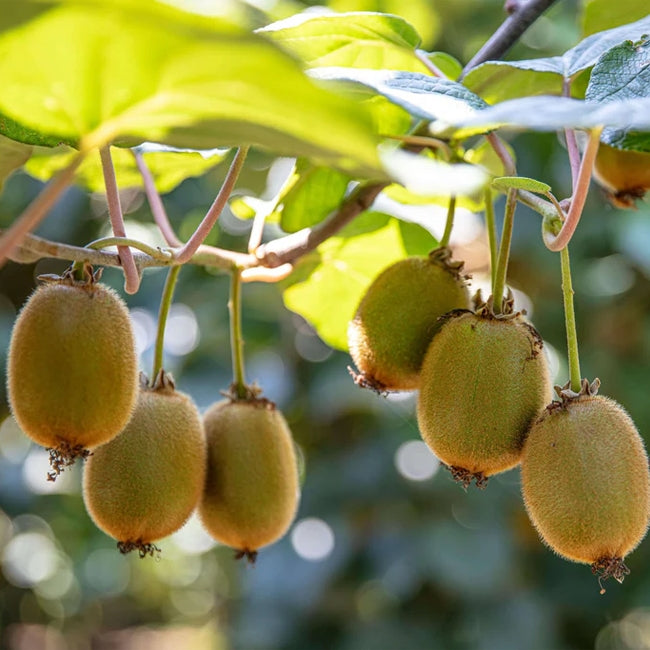 Kiwifruit Male Sweetie