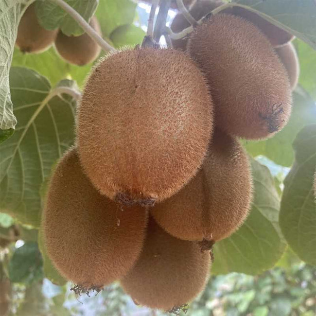 Kiwifruit Male Sweetie