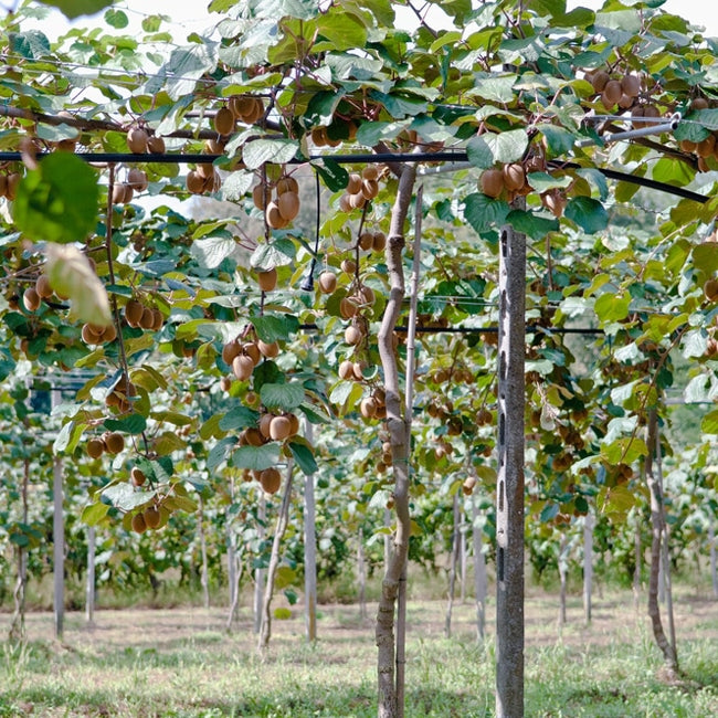 Kiwifruit Sweetie (Female)