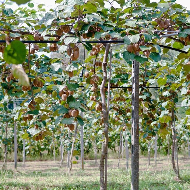 Kiwifruit Sweetie (Female) - Ladybird Nursery