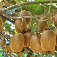 Kiwifruit Sweetie (Female)