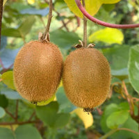 Kiwifruit  Waynes female